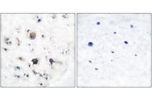 Immunohistochemistry (IHC) image for anti-Ephrin B3 (EFNB3) (AA 221-270) antibody (ABIN2889190) (Ephrin B3 抗体  (AA 221-270))