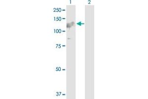 Western Blot analysis of ARHGEF1 expression in transfected 293T cell line by ARHGEF1 MaxPab polyclonal antibody. (ARHGEF1 抗体  (AA 1-912))