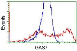 HEK293T cells transfected with either RC215256 overexpress plasmid (Red) or empty vector control plasmid (Blue) were immunostained by anti-GAS7 antibody (ABIN2453058), and then analyzed by flow cytometry. (GAS7 抗体)