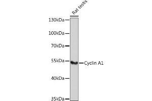 Western blot analysis of extracts of Rat testis, using Cyclin  antibody (ABIN6127726, ABIN6138071, ABIN6138072 and ABIN6221269) at 1:1000 dilution. (Cyclin A1 抗体  (AA 1-230))