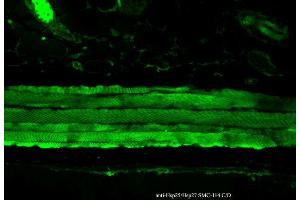 Immunohistochemistry analysis using Mouse Anti-Hsp27 Monoclonal Antibody, Clone 8A7 . (HSP27 抗体  (FITC))