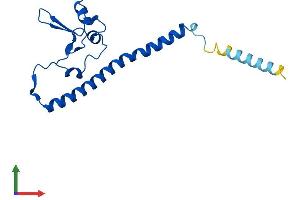 Protein Structure (PS) image for Ribosomal L24 Domain Containing 1 (RSL24D1) (AA 1-163) protein (His tag) (ABIN7560350)