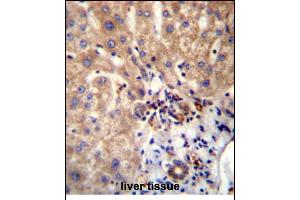 DVL1 Antibdy (Center) (ABIN656260 and ABIN2845574) immunohistochemistry analysis in formalin fixed and paraffin embedded human liver tissue followed by peroxidase conjugation of the secondary antibody and DAB staining.