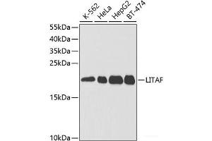 Western blot analysis of extracts of various cell lines using LITAF Polyclonal Antibody at dilution of 1:1000. (LITAF 抗体)