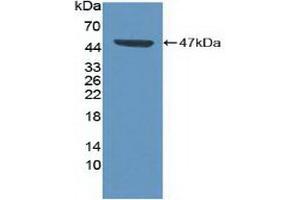 Figure. (CDK8 抗体  (AA 21-392))