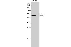 Western Blot analysis of MCF-7 cells using KCNG3 Polyclonal Antibody.