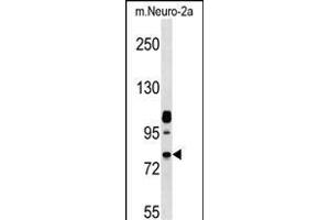 Mouse Nek8 Antibody (C-term) (ABIN657848 and ABIN2846809) western blot analysis in mouse Neuro-2a cell line lysates (35 μg/lane). (NEK8 抗体  (C-Term))