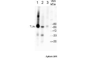 Western Blotting (WB) image for anti-Tubulin alpha Chain (TUB1) antibody (ABIN7477855) (Tubulin alpha Chain (TUB1) 抗体)