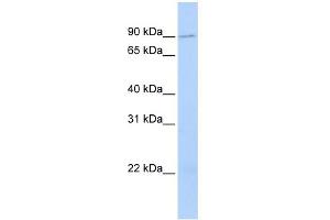 WB Suggested Anti-TMCC2 Antibody Titration:  0. (TMCC2 抗体  (N-Term))