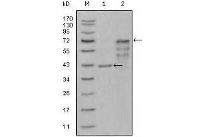 Western Blot showing CHIT1 antibody used against truncated Trx-CHIT1 recombinant protein (1) and truncated CHIT1 (aa22-466)-hIgGFc transfected CHO-K1 cell lysate (2). (Chitotriosidase 1 抗体  (AA 22-137))