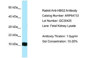 Western Blotting (WB) image for anti-Hemoglobin, gamma G (HBG2) (Middle Region) antibody (ABIN2789939) (HBG2 抗体  (Middle Region))