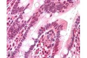 POLL polyclonal antibody (Cat # PAB6543, 5 ug/mL) staining of paraffin embedded human small intestine. (POLL 抗体)