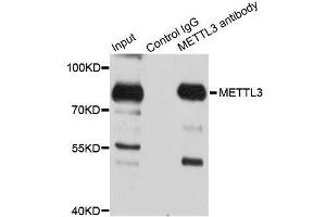 Immunoprecipitation analysis of 150ug extracts of 293T cells using 3ug METTL3 antibody. (METTL3 抗体  (AA 1-156))