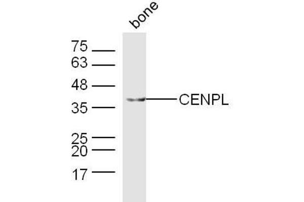 CENPL 抗体  (AA 51-150)