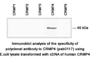 Image no. 1 for anti-Dihydropyrimidinase-Like 3 (DPYSL3) (C-Term) antibody (ABIN347041) (DPYSL3 抗体  (C-Term))