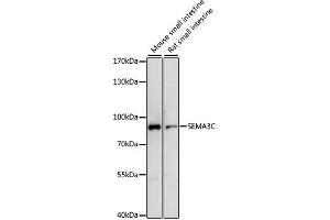 Western blot analysis of extracts of various cell lines, using SEMA3C antibody. (SEMA3C 抗体)