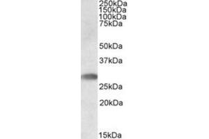 Western Blotting (WB) image for anti-Indoleamine 2,3-Dioxygenase 2 (IDO2) (C-Term) antibody (ABIN2464297) (IDO2 抗体  (C-Term))