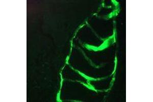 Immunofluorescence staining of a 7 days old zebrafish embryo. (Keratin 10/13 抗体)