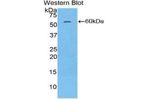Western Blotting (WB) image for anti-H2A Histone Family, Member Y (H2AFY) (AA 109-369) antibody (ABIN1859115) (H2AFY 抗体  (AA 109-369))