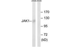 Western blot analysis of extracts from A549, using JAK1 (Ab-1022) Antibody. (JAK1 抗体  (AA 988-1037))