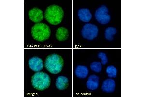 (ABIN184804) Immunofluorescence analysis of paraformaldehyde fixed Jurkat cells, permeabilized with 0. (PAX5 抗体  (N-Term))
