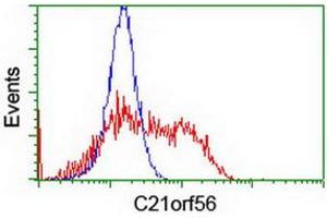 HEK293T cells transfected with either RC224562 overexpress plasmid (Red) or empty vector control plasmid (Blue) were immunostained by anti-C21orf56 antibody (ABIN2455739), and then analyzed by flow cytometry. (C21ORF56 抗体)