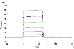 Rituximab captured on CM5 Chip via Protein A can bind Biotinylated Human Fc gamma RIIA(H167), His-Avi Tag with an affinity constant of 0. (FCGR2A Protein (AA 36-218) (His-Avi Tag,Biotin))