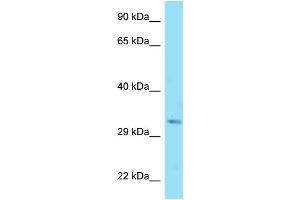 WB Suggested Anti-Dnajc25 Antibody   Titration: 1. (DNAJC25 抗体  (Middle Region))