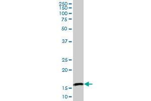 PPIL3 MaxPab polyclonal antibody. (PPIL3 抗体  (AA 1-161))