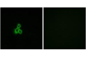 Immunofluorescence (IF) image for anti-Olfactory Receptor, Family 2, Subfamily T, Member 35 (OR2T35) (AA 201-250) antibody (ABIN2890928) (OR2T35 抗体  (AA 201-250))