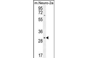 TMEM65 Antibody (N-term) (ABIN654318 and ABIN2844101) western blot analysis in mouse Neuro-2a cell line lysates (35 μg/lane). (TMEM65 抗体  (N-Term))