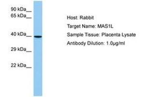 Image no. 1 for anti-MAS1 Oncogene Like Protein (MAS1L) (N-Term) antibody (ABIN6750212) (MAS1L 抗体  (N-Term))