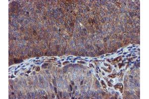 Image no. 1 for anti-Epsin 2 (EPN2) antibody (ABIN1498051) (Epsin 2 抗体)
