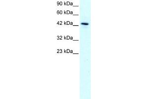 WB Suggested Anti-KLF15 Antibody Titration:  1. (KLF15 抗体  (N-Term))