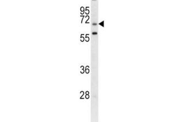 LRRC32 抗体  (AA 234-260)