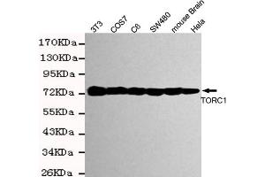 Western blot detection of TORC1 in Hela,mouse brain,S,COS7,C6 and 3T3 cell lysates using TORC1 mouse mAb (1:2000 diluted). (CRTC1 抗体)