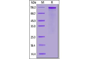 Biotinylated Human FGL1 (64-312), Avitag,Fc Tag on  under reducing (R) condition.