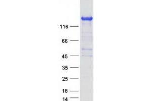 Validation with Western Blot (ARHGEF10L Protein (Transcript Variant 1) (Myc-DYKDDDDK Tag))
