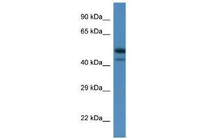 Western Blot showing Sbk1 antibody used at a concentration of 1. (SBK1 抗体  (C-Term))