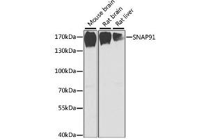 Western blot analysis of extracts of various cell lines, using SNAP91 antibody (ABIN2560041) at 1:1000 dilution. (SNAP91 抗体)