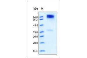 SDS-PAGE (SDS) image for V-Erb-A erythroblastic Leukemia Viral Oncogene Homolog 4 (Avian) (ERBB4) (AA 26-651) protein (His tag) (ABIN2181044)
