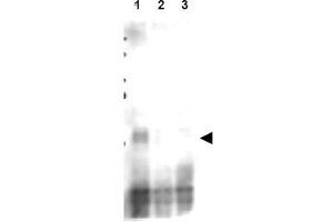 Image no. 2 for anti-CD151 (CD151) (AA 26-35), (pSer30) antibody (ABIN401337) (CD151 抗体  (pSer30))