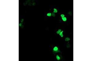 Anti-ATRIP mouse monoclonal antibody (ABIN2455756) immunofluorescent staining of COS7 cells transiently transfected by pCMV6-ENTRY ATRIP (RC223562). (ATRIP 抗体  (AA 42-309))
