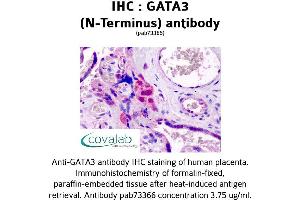 Image no. 2 for anti-GATA Binding Protein 3 (GATA3) (N-Term) antibody (ABIN1734640) (GATA3 抗体  (N-Term))