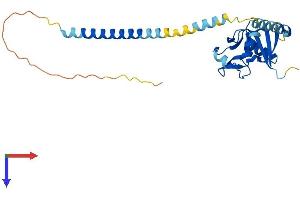 Killer Cell Lectin-Like Receptor, Subfamily A, Member 5 (KLRA5) (AA 1-266) protein (His tag)