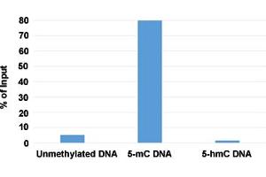 Methylated DNA Immunoprecipitation (MeDIP) analysis of 5-methylcytosine (5-mC) monoclonal antibody, clone RM231  at a 2:1 DNA:Ab ratio. (5-Methylcytosine 抗体)