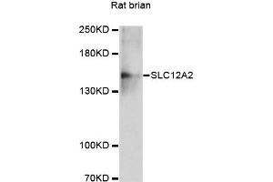 Western blot analysis of extracts of rat brain, using SLC12A2 antibody (ABIN4905174) at 1:3000 dilution. (SLC12A2 抗体)