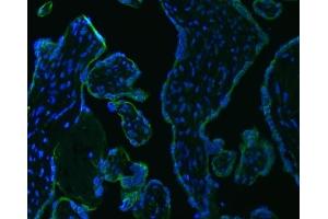 IF analysis of SRPRB using anti-SRPRB antibody (ABIN7602015). (SRPRB 抗体  (AA 55-271))