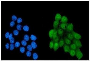 IF analysis of NRF1 using anti-NRF1 antibody (ABIN7600874).