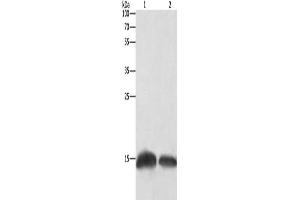 Gel: 12 % SDS-PAGE, Lysate: 20 μg, Lane 1-2: Human fetal brain tissue, Hela cells, Primary antibody: ABIN7129680(H3F3C Antibody) at dilution 1/250, Secondary antibody: Goat anti rabbit IgG at 1/8000 dilution, Exposure time: 10 seconds (Histone H3.3C 抗体)